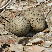 Little Tern