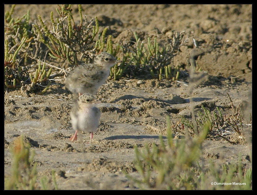 Little Tern