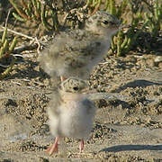 Little Tern