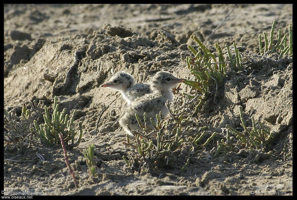 Little TernPoussin, identification