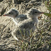 Little Tern