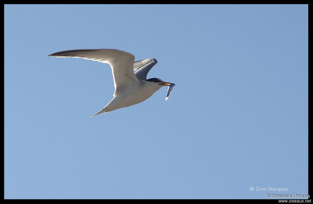 Little Ternadult, identification, Flight, feeding habits