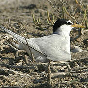 Little Tern