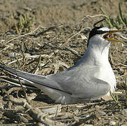 Little Tern