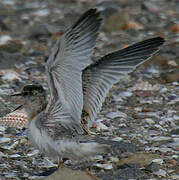 Little Tern