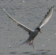 Common Tern