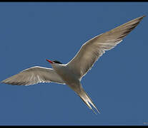 Common Tern