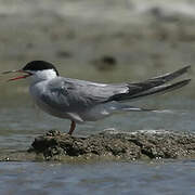 Common Tern