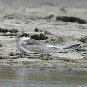 Common Tern