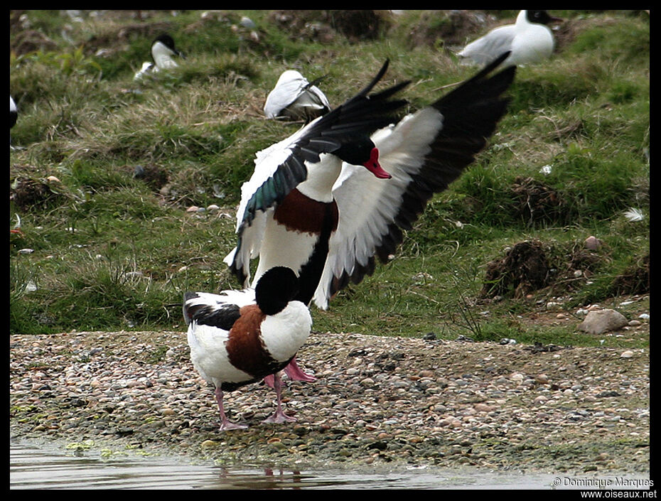 Common Shelduck adult breeding, identification, Behaviour