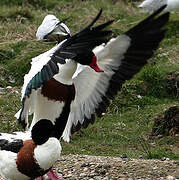 Common Shelduck