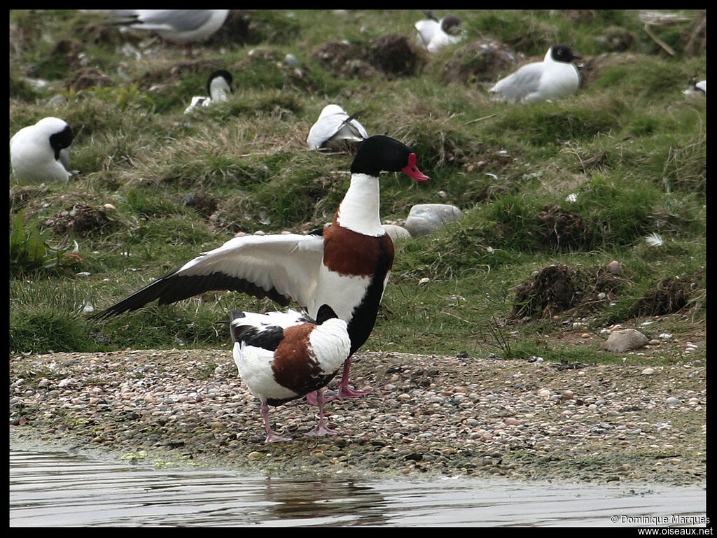 Common Shelduck adult breeding, identification, Behaviour