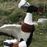 Common Shelduck