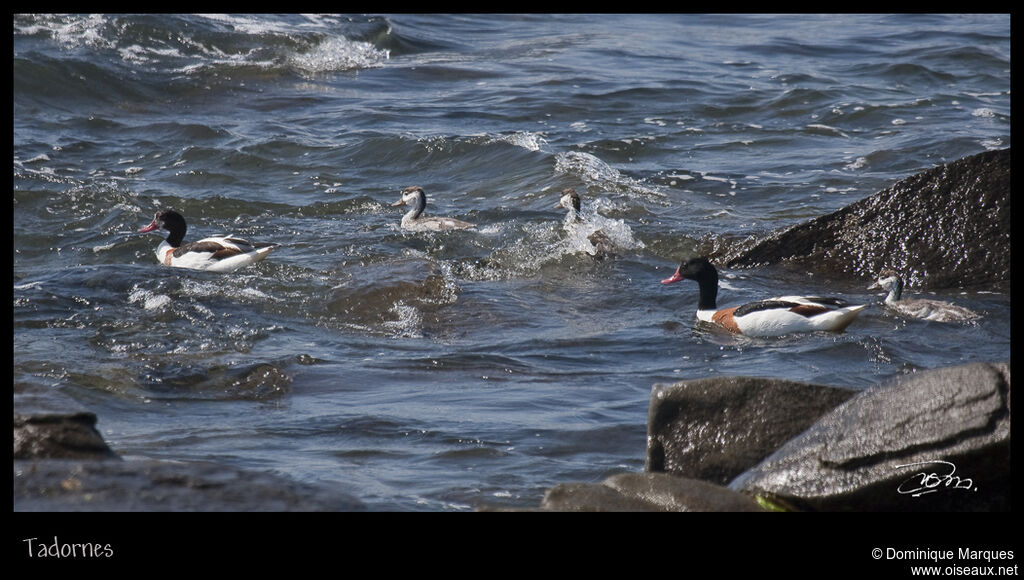 Common Shelduck , identification, Behaviour