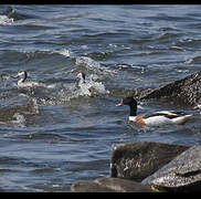 Common Shelduck