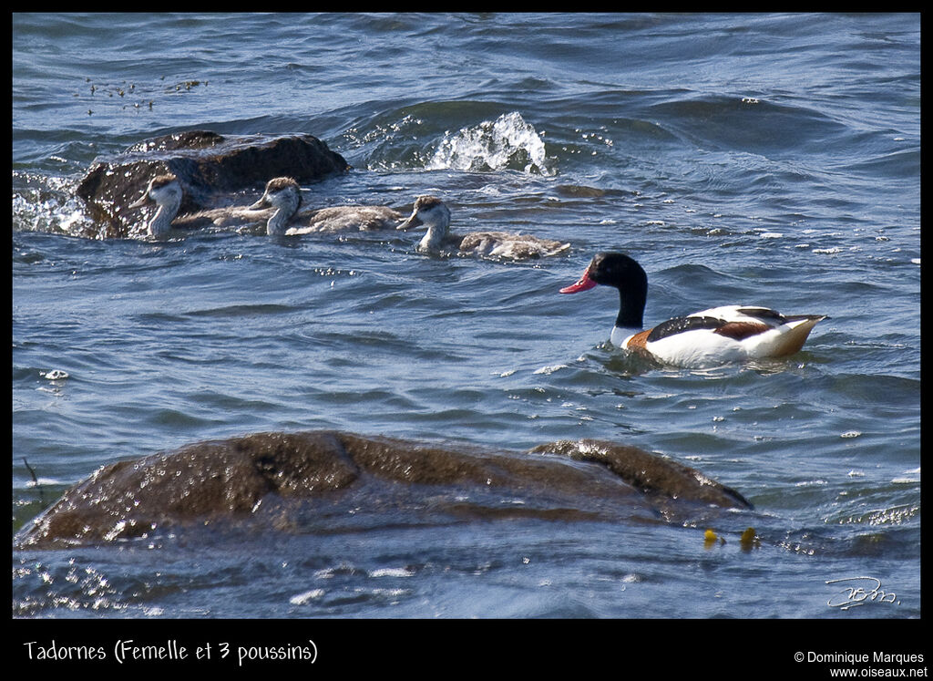 Tadorne de Belon femelle, identification