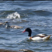 Common Shelduck