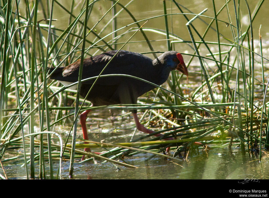 Western Swamphenadult, identification