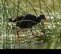 Western Swamphen