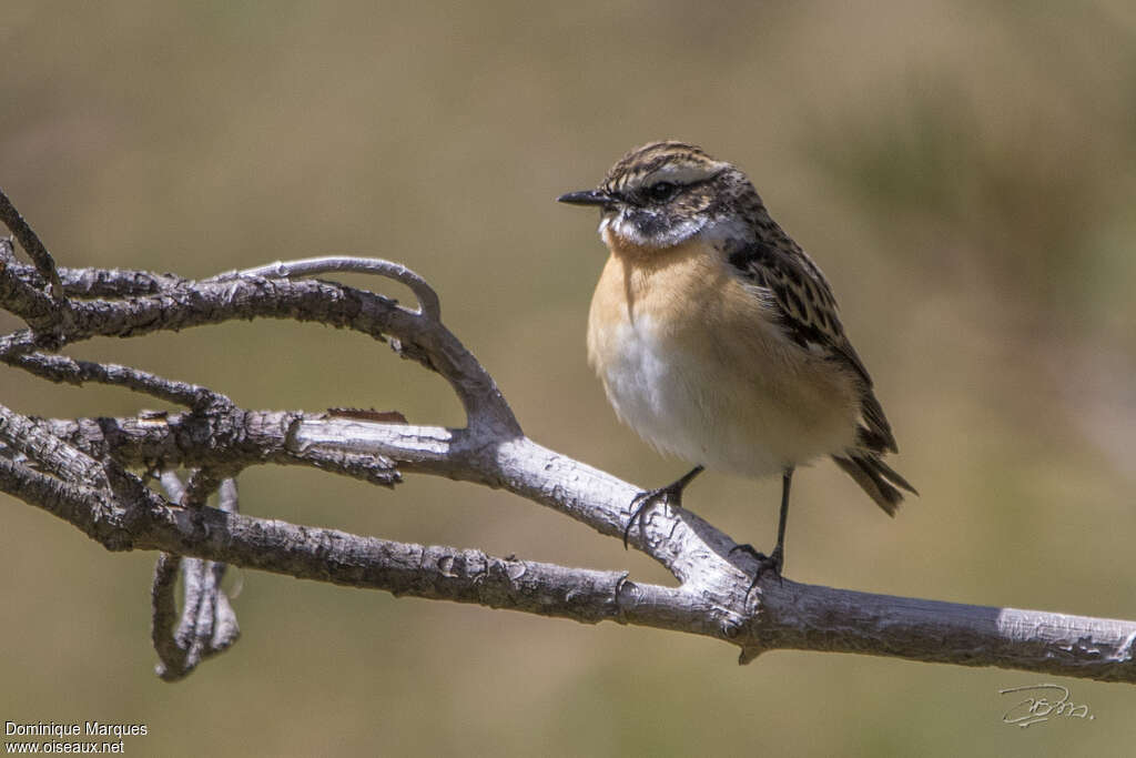 Whinchatadult breeding, identification