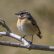 Whinchat