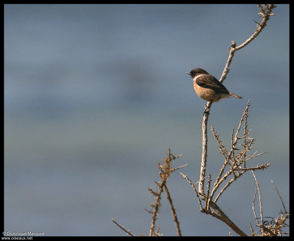 European Stonechat male adult