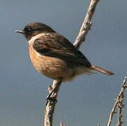 European Stonechat