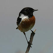 European Stonechat