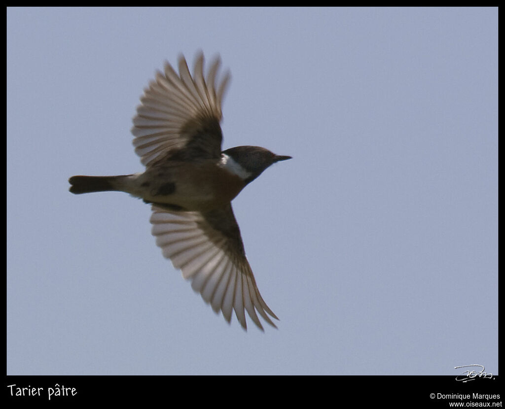 European Stonechat male adult breeding, Flight