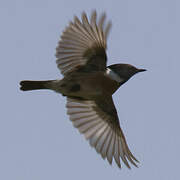 European Stonechat