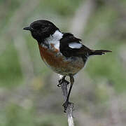 European Stonechat