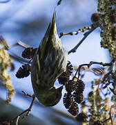 Eurasian Siskin