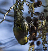 Eurasian Siskin