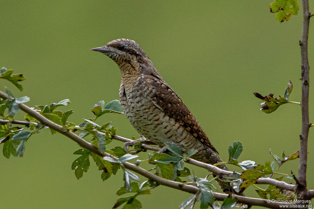 Torcol fourmilieradulte, identification