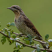 Eurasian Wryneck