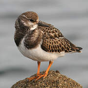 Ruddy Turnstone