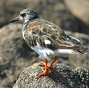 Ruddy Turnstone