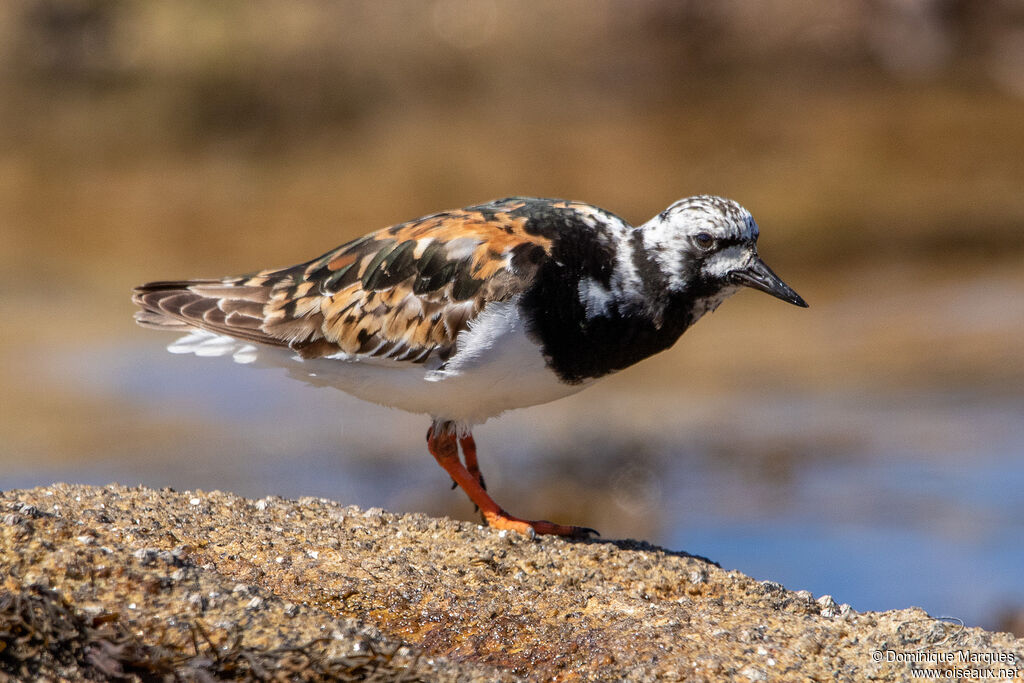 Ruddy Turnstoneadult transition, identification