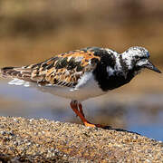 Ruddy Turnstone