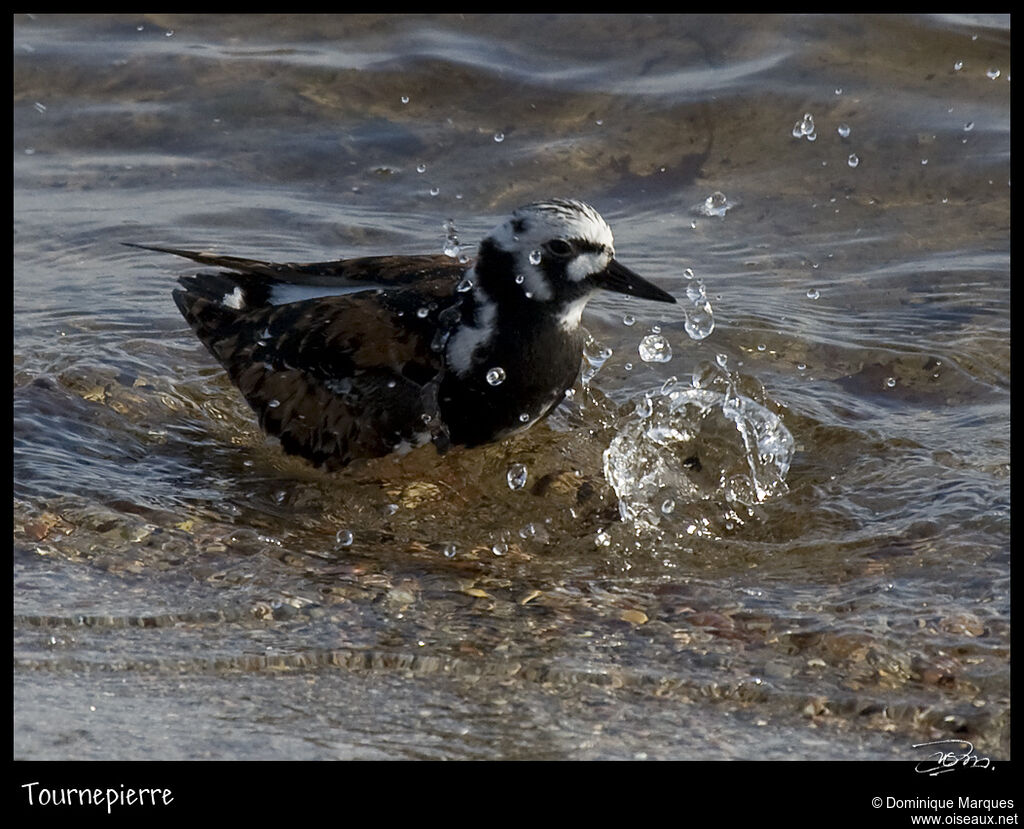 Ruddy Turnstoneadult breeding, identification, Behaviour