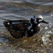 Ruddy Turnstone