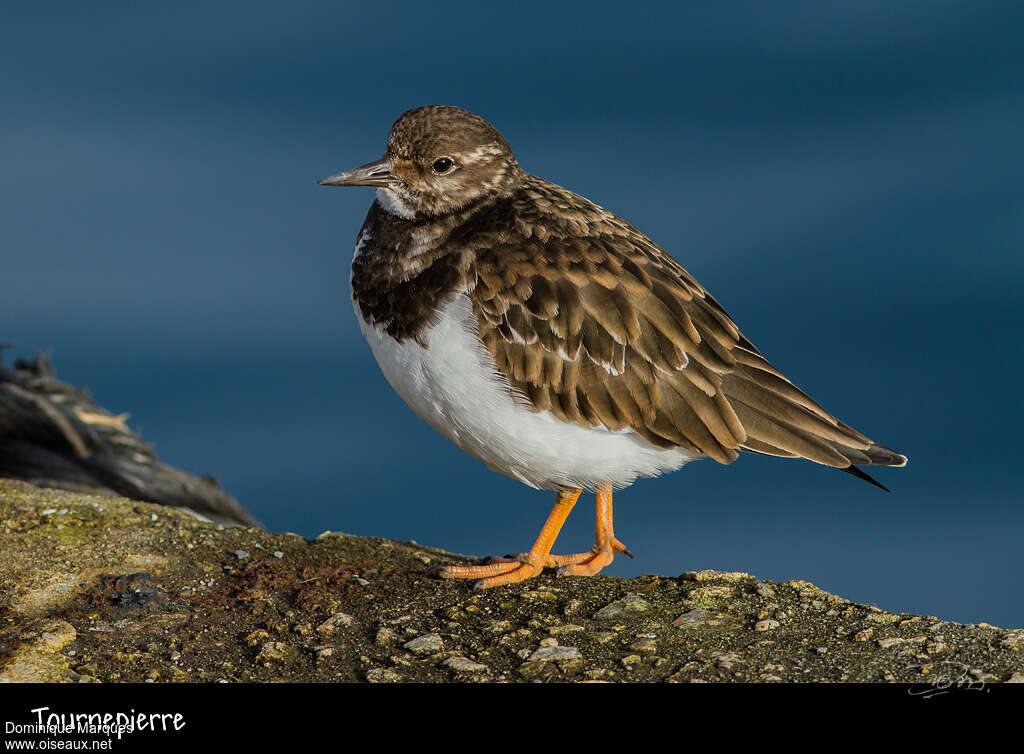 Ruddy Turnstoneadult post breeding, identification