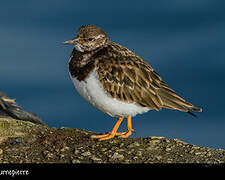 Ruddy Turnstone