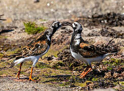 Ruddy Turnstone