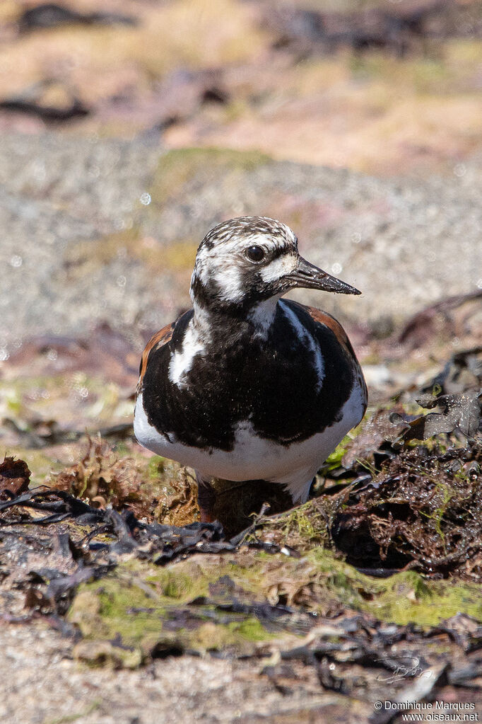 Ruddy Turnstoneadult breeding