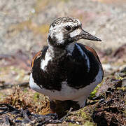 Ruddy Turnstone