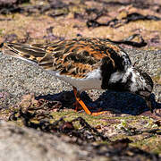 Ruddy Turnstone