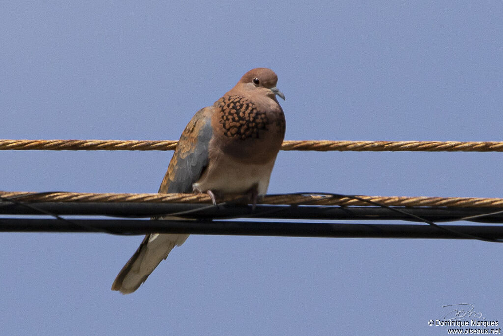 Laughing Doveadult, identification