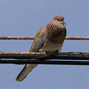 Laughing Dove