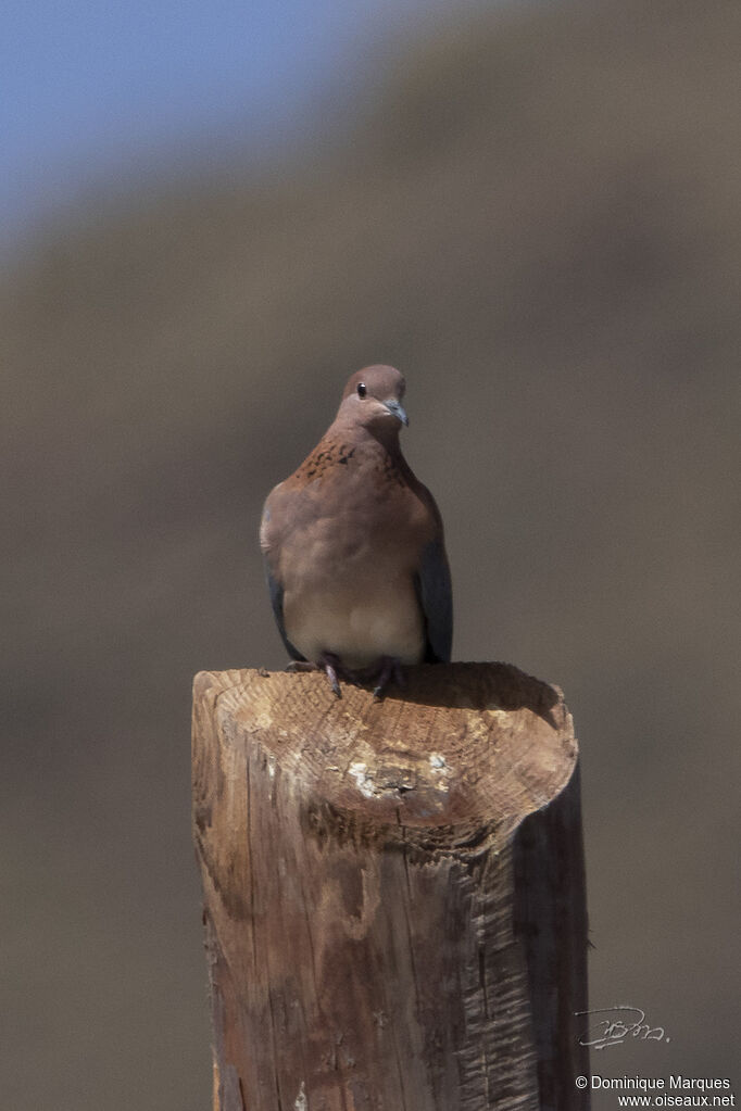 Laughing Dove